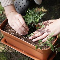 방울토마토 바질 쌈채소 미니텃밭 실내화분 특별활동 마당 원예 고구마 양배추 옥상, 화이트