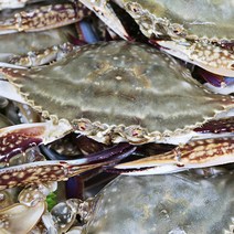 [신일마켓] 서해안 연평도에서 잡은 100% 국내산 급냉꽃게, 암꽃게, 소, 2kg, 1개