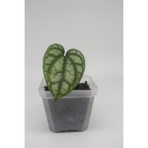 파이퍼 실바티쿰 - 희귀식물 정글플랜츠 관엽식물 플렌테리어