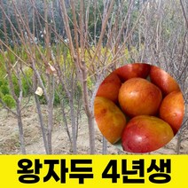 왕자두묘목 결실주 4년생 1주 조경수 자두나무