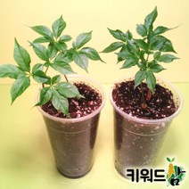 키워드삼 (새싹인삼 재배 키트 세트 새싹삼 화분 새싹삼 묘삼 재배), 수경