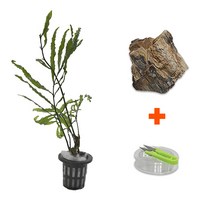 DIY 마이플랜츠 목화석볼비티스, 단품