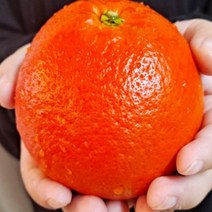 제주도홍매향 하우스홍매향 프리미엄과 3kg 5kg 선물용, 3kg한상자