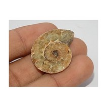 Generic 장식품 삼엽충 달팽이 수집품 관찰 암모나이트 화석