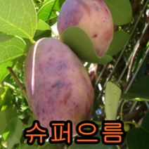 크렌베리묘목 포트묘3그루 유실수 꽃나무 나무묘목, 개량으름포트묘2주