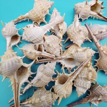 가시달팽이 조가 불가시리 4-7cm 바닷가 연출 해양생물 장식 소품, 긴가시달팽이 500g (40-60개)