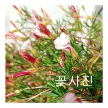 흰바람개비 사랑초35