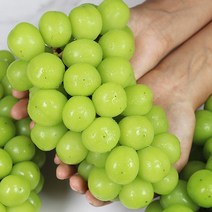경북 상주 온새미로 샤인머스켓 2kg, 없음