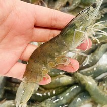 제철 통영 가리비 소라 전복회 개불 깐멍게 해산물외, 1개, 팔딱 활새우1kg