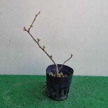 [다온야생화] C2566 명자나무.항의서 (10cm) [동일품]