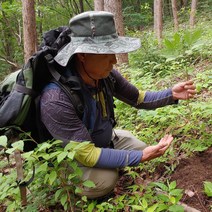 지리산뱀사골농원 산양삼 장뇌삼 5년근 8년근 12년근, 12~13년근 8뿌리