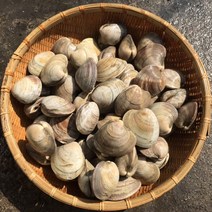 백생합 1kg 백상합 백합조개 조개구이 찜 탕 해물탕 해물찜 캠핑조개 모듬 조개 명주 비단 백합 모시 대합 참가리비구이 수산물 해감완료, 1개, 5kg