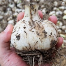 늘푸른 코끼리 마늘 (종자 가능), 3kg, 종자(소)