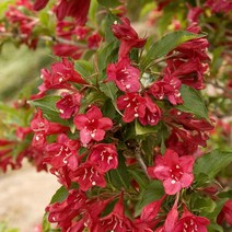 같이가치농원 병꽃나무 묘목 (붉은병꽃) H1.2전후 개화주