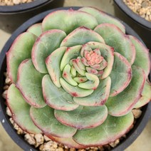 다육식물(빅토리 대품) 417, 1개