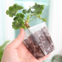 일본 카네야 투명사각 삽목 슬릿 화분 EG 7.5호 9호 투명 모스그린, 일본 사각삽목(투명)7.5호