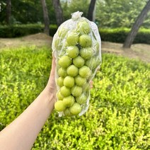 고당도 가정용 샤인머스켓 1kg/2kg, 가정용 샤인머스켓 1kg, 1개, 1kg