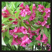 (나무농장) 병꽃나무 키 1m 내외 ( 2주묶음 )