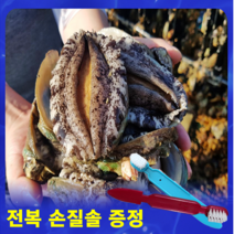 완도 전복 직거래 7미-20미 1키로-3키로(손질솔+고급포장 무료) 회사 직원 선물세트, 1kg 7~8미 (특특대)