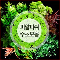 피알피쉬 유경수초 균일가/키우기쉬운수초/수초어항/후경수초, 041.450수초세트