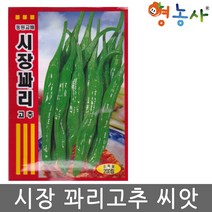 시장 꽈리고추 씨앗 200립, 시장꽈리고추