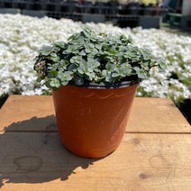 타라 (타아라) 모기퇴치식물, 1개