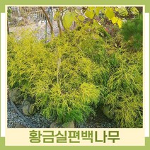 편백나무 묘목 황금실편백 키50~60cm(분) 1개