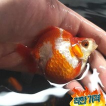 유금 금붕어 (8cm) 1마리_ 금어 키우기쉬운 연못 수반