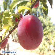 자두나무 특선, 01. 대왕자두-접목1년특묘