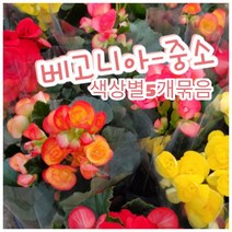 꽃베고니아-중소-5종묶음/실내에서 1년 내내 꽃을 필수있는 기쁨을 선물