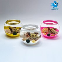 마리모 키우기 유리원형볼 8cm A형 DIY키트 세트 테라리움, 주황