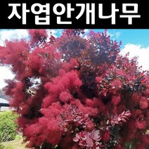 자엽안개(로얄퍼플) 5치포트 1개/나무 묘목/꽃나무/조경용