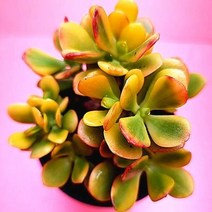 황금염좌 키우기 크라슐라 속 다육이 황금염자 다육식물1-40, 단품