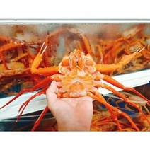 동해에서 어획한 자숙 홍게 3kg 10~12마리, 단일상품(상품명참조), 단일상품(상품명참조)