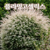 뿌리로템원예종묘_플라밍고셀릭스 화이트핑크셀릭스 묘목 포트 분묘 버드나무 삼색, 플라밍고 스탠드형