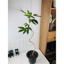 황칠나무 s형 플랜테리어 인테리어