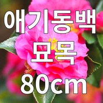 애기동백 나무 묘목 80cm 산다화 분묘 철쭉마켓 겨울꽃 초보자나무, 애기동백묘목  80cm 보자기 분묘 1개