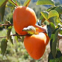 감나무/야오끼(R3CM)/결실주/묘목/b0001