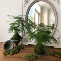 [D.I.Y상품] 직접 만들어보는 코케다마 이끼볼 홈가드닝 아스파라거스 코케다마 이끼볼 만들기, 거북알로카시아