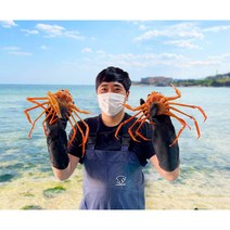 당일조업 홍게 구룡포 연지홍게 붉은대게 자숙 2kg 3kg, 2kg 6-8미, 가성비홍게 수율60%이상, 1개