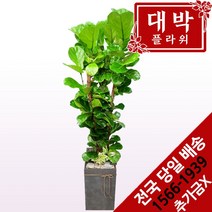 대박플라워 떡갈고무나무 개업화분 집들이 인테리어 공기정화식물 관엽식물 꽃배달