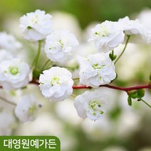장미조팝 개화주 15cm포트 꽃나무 노지월동 조팝나무, 장미조팝 15cm포트