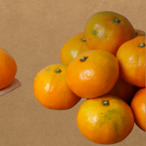 제주 감귤 4.5kg 로열과 조생