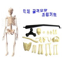 인체골격모형(조립식/46cm)