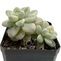[꽃사랑식물나라]라울금 다육이 공기정화식물 식물키우기 인테리어 화분