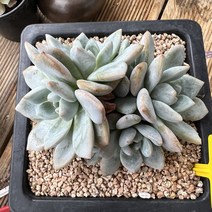 (공주네다육이화원) 먼로 6두 군생 다육이 다육식물