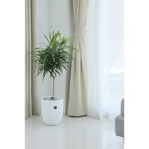 [공기정화/실내습도유지/키우기쉬운] 자바