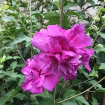 목하원예조경 신품종 겹꽃 무궁화나무 묘목 (자옥) 삽목2년 80cm 전후