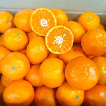 [신품종 만감류] 초고당도 제주 산지직송 카라향 설국향 가정용, 로얄과 5kg, 1개