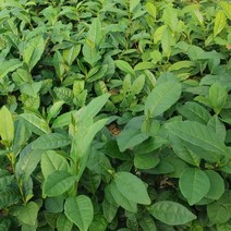 2년생 녹차모종 소묘 중묘 대묘 2주(2개)/차나무모종/녹차묘목, 중묘 (20~30cm 내외), 2개
